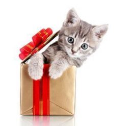 cat is looking out of a gift box
