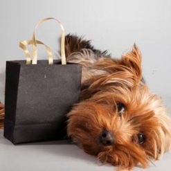 Dog is lying next to gift bag