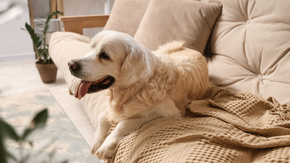 golden retriever on sofa