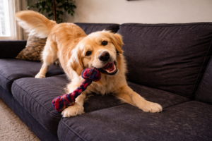 Dog playing with a rope toy on a fabric couch covered in pet hair